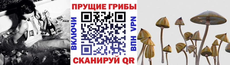 Галлюциногенные грибы Cubensis  где купить наркотик  Радужный 